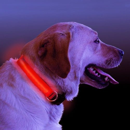 LED Light Up Dog Collar - LAVANDOLED Light Up Dog CollarLED Light Up Dog Collar