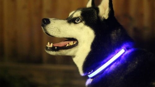 LED Light Up Dog Collar - LAVANDOLED Light Up Dog CollarLED Light Up Dog Collar